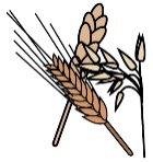 Cereals containing gluten