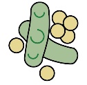 Soya