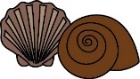 Mollusc